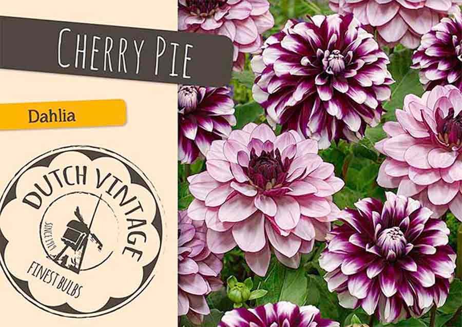 Dahlia Cherry Pie Dahlia Creme de Cassis og Dahlia Verdi Dekorativ