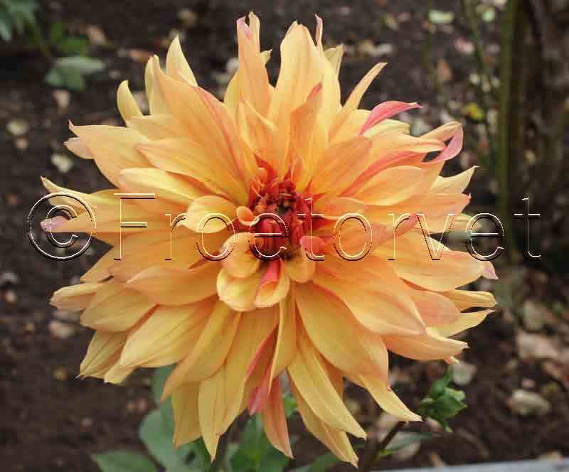 Dahlia French Cancan - Dahlia dekorativ - Dahlia Dekorativ - Frøtorvet ApS